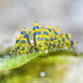   Stiliger Ornatus  